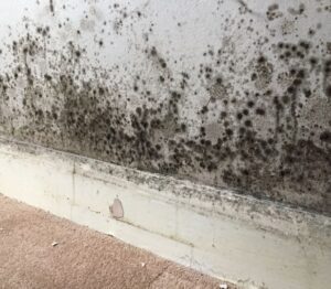 Mould