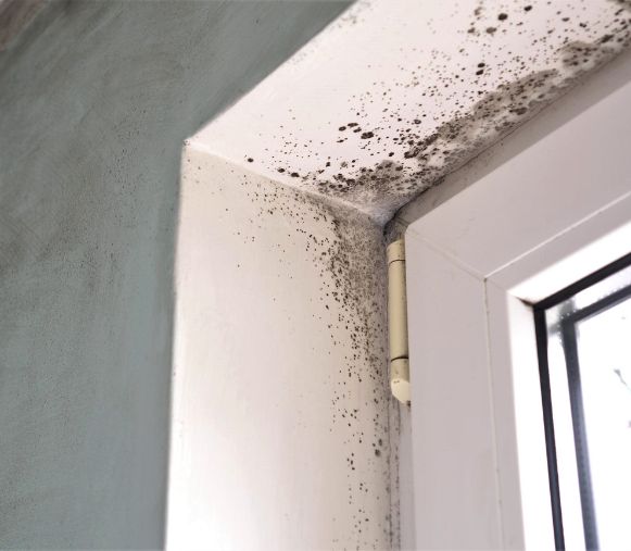 Residential Mould Removal