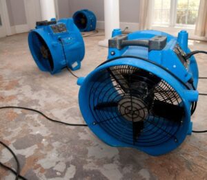 Mould Removal