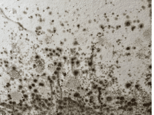 Mould