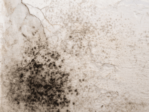 Kitchen Mould