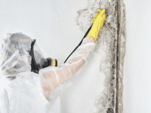 Mould Removal Experts
